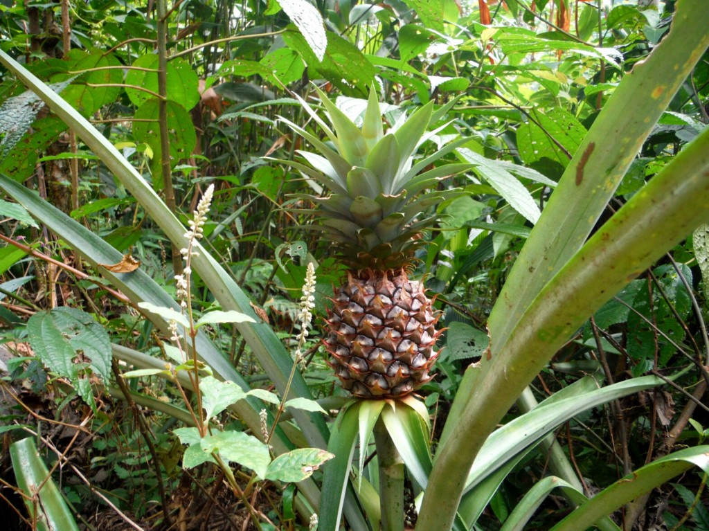 Dziki ananas