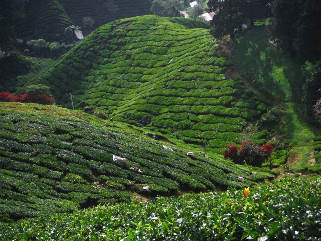 Plantacja herbaty w Cameron Highlands