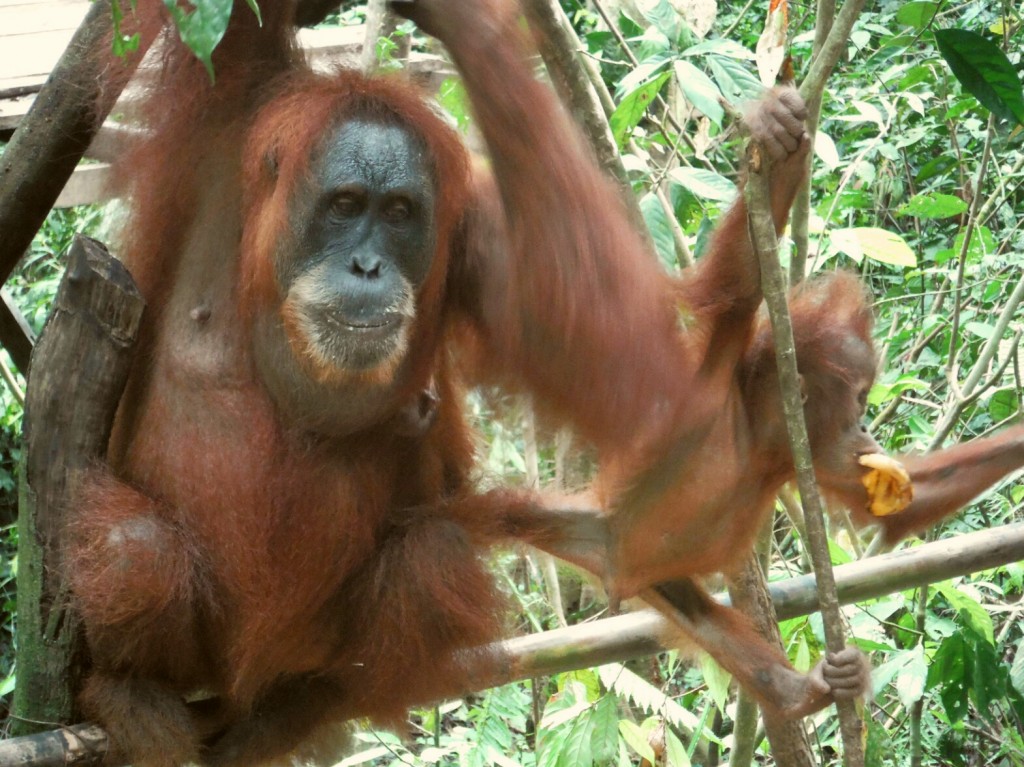 Orangutan z młodym