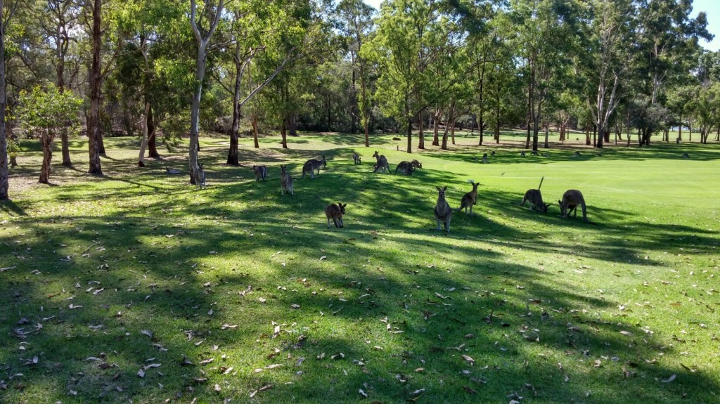 Więcej kangurów