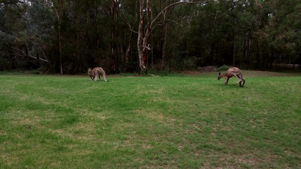 I jeszcze dwa kangury