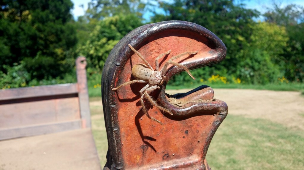 Inny australijski pająk