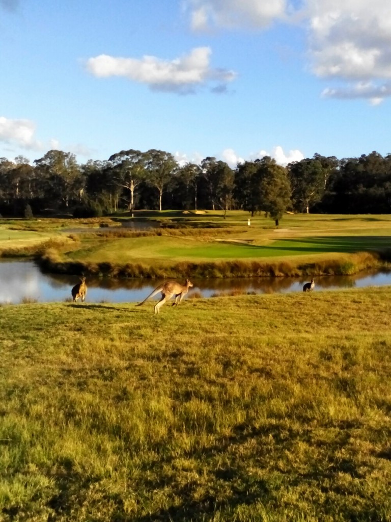 Kangury na polu golfowym