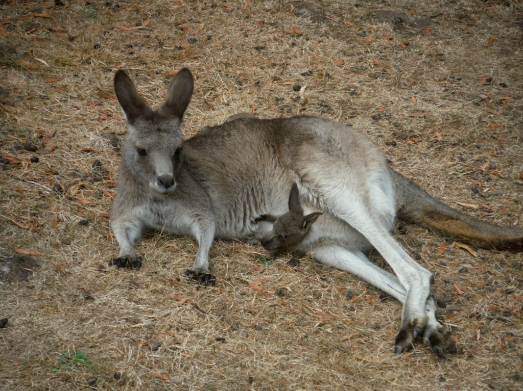 Kangur z młodym