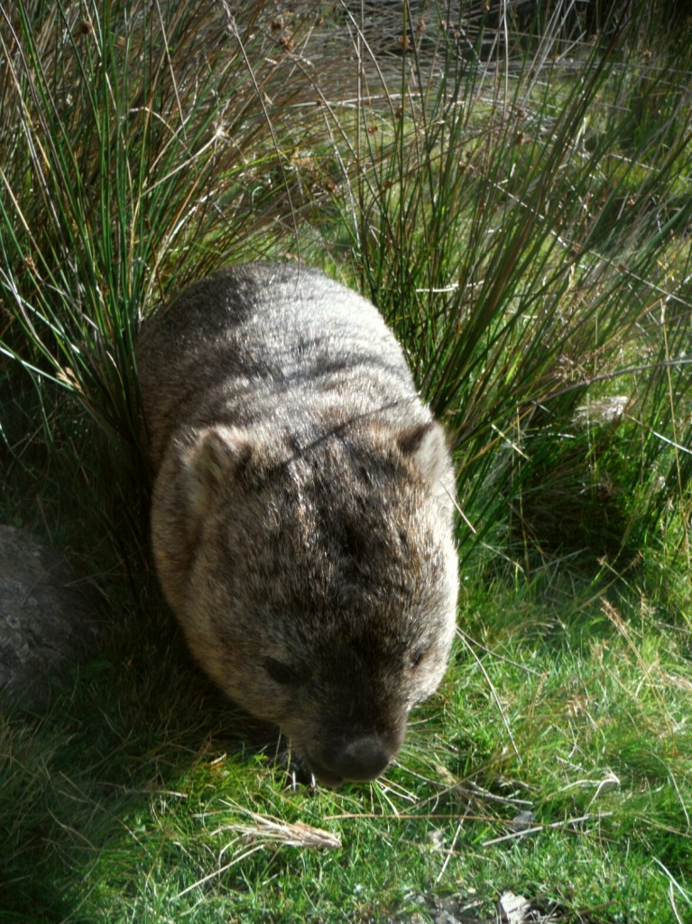 Wombat w naturze