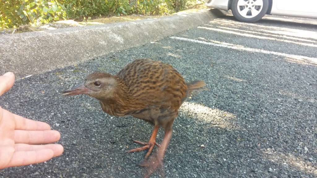 Weka