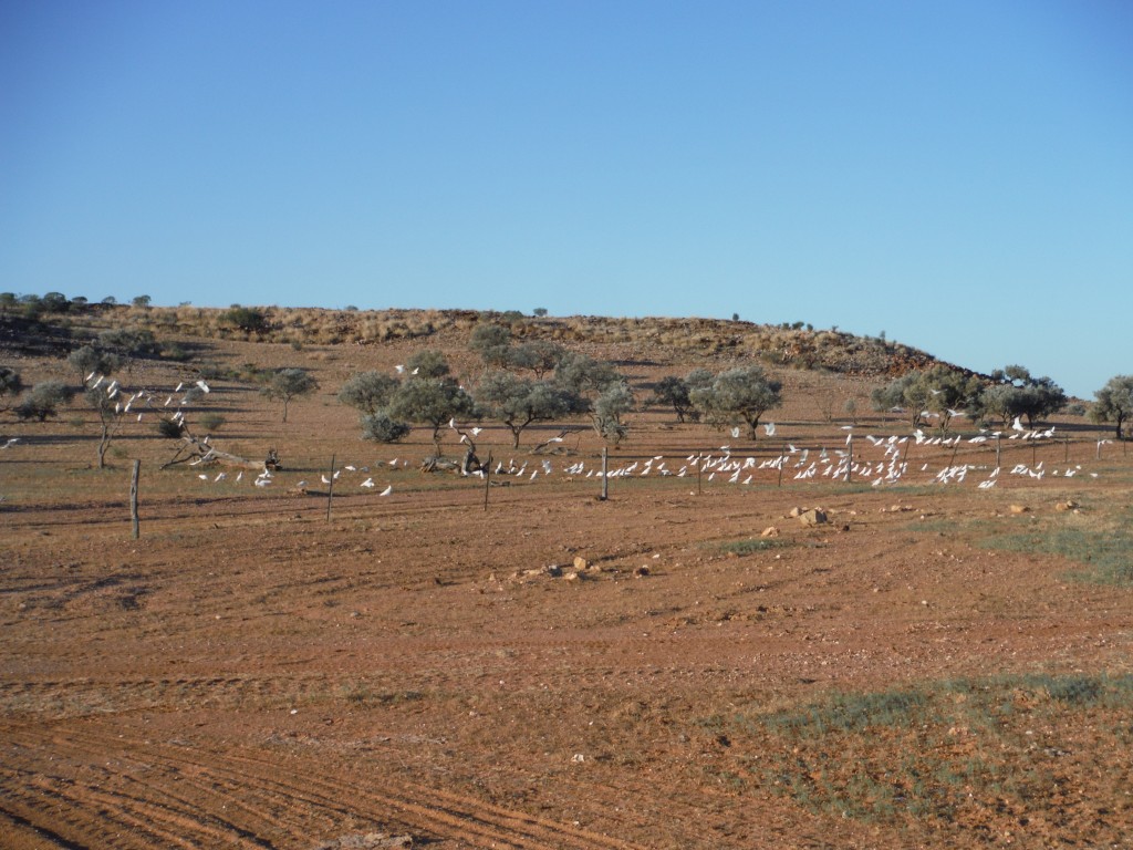 Papugi kakadu