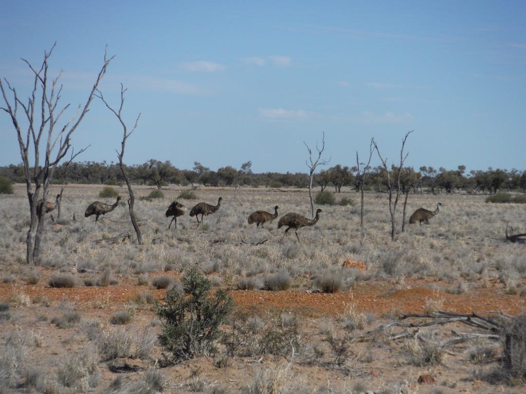 Stado emu