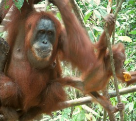 Orangutan