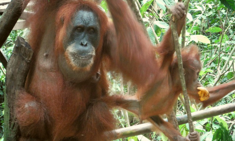 Orangutan