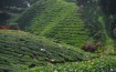 Cameron Highlands