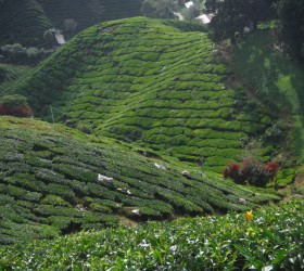 Cameron Highlands