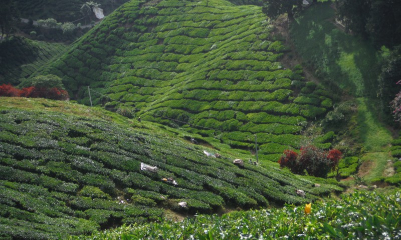 Cameron Highlands