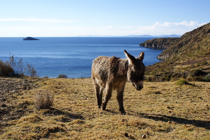 Osioł na Isla del Sol